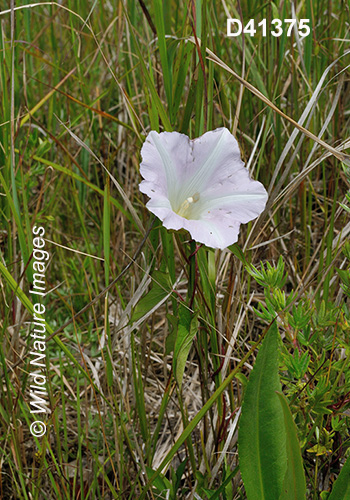 Hedge False Bindweed (Calystegia sepium)